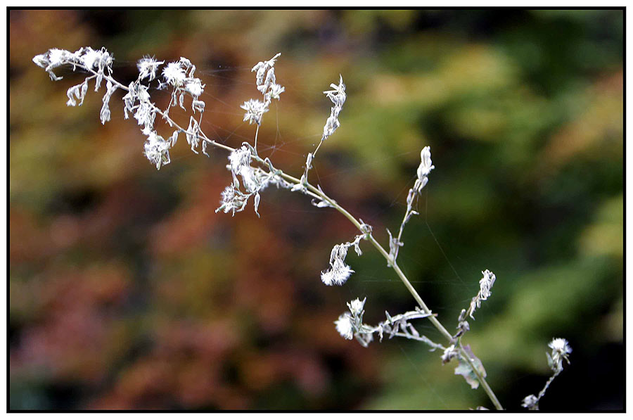 Herbststimmung