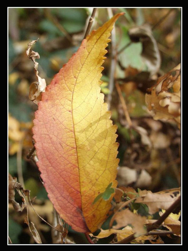 Herbststimmung