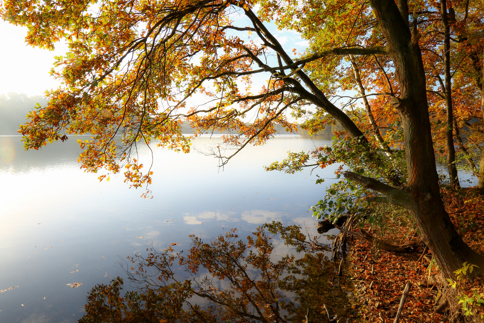 Herbststimmung "early bird"