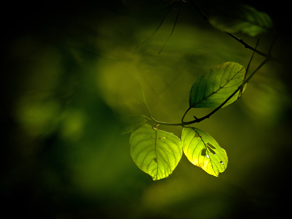 Herbststimmung