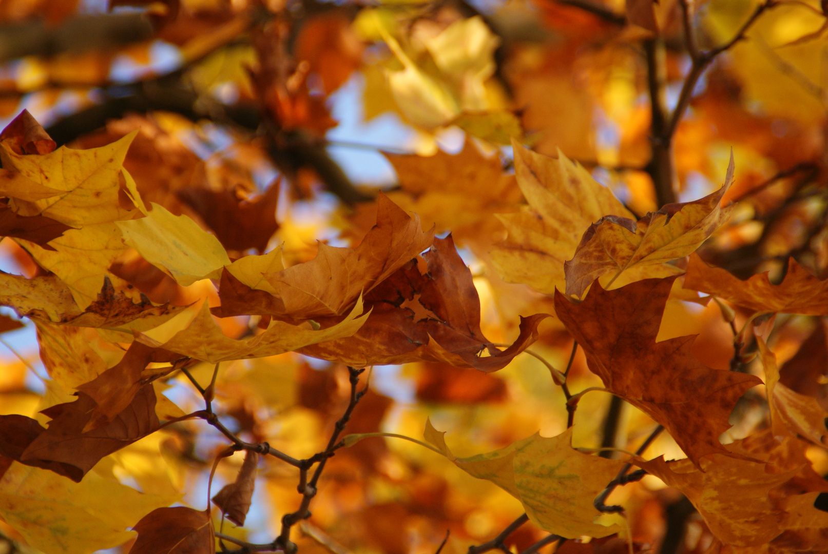 Herbststimmung