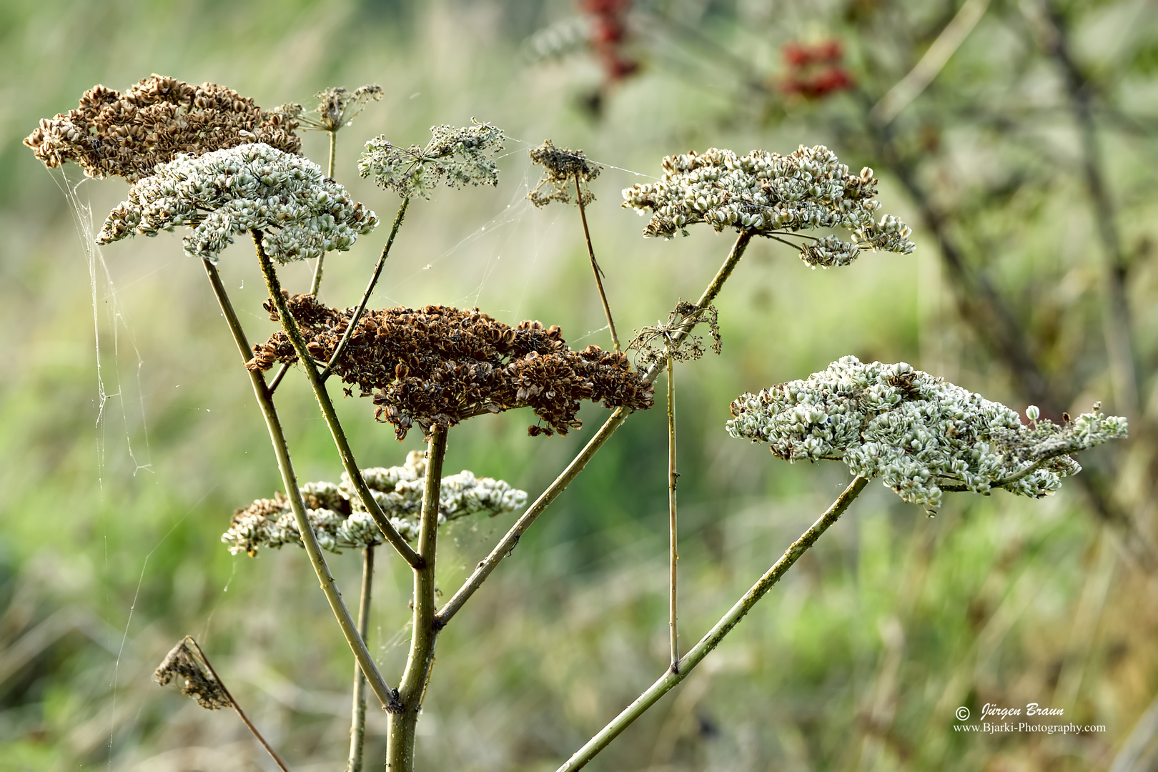 Herbststimmung