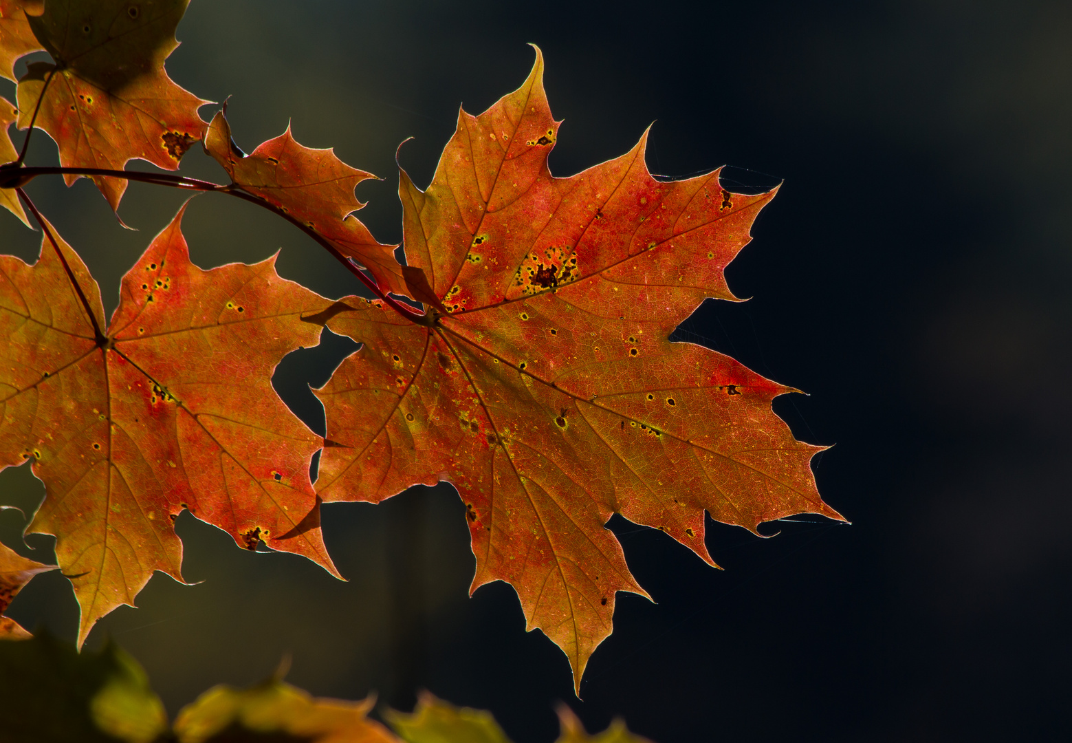 Herbststimmung