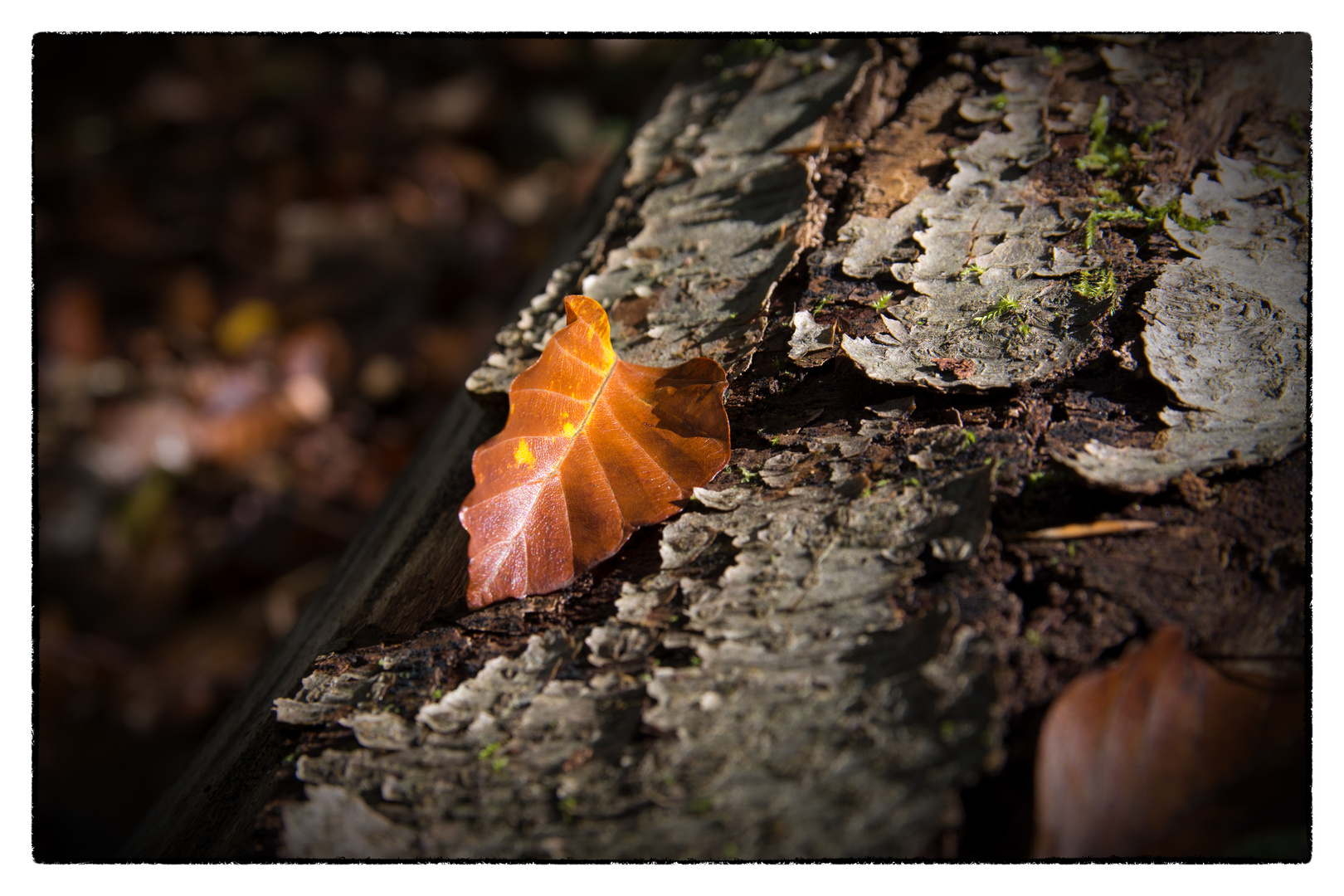 Herbststimmung