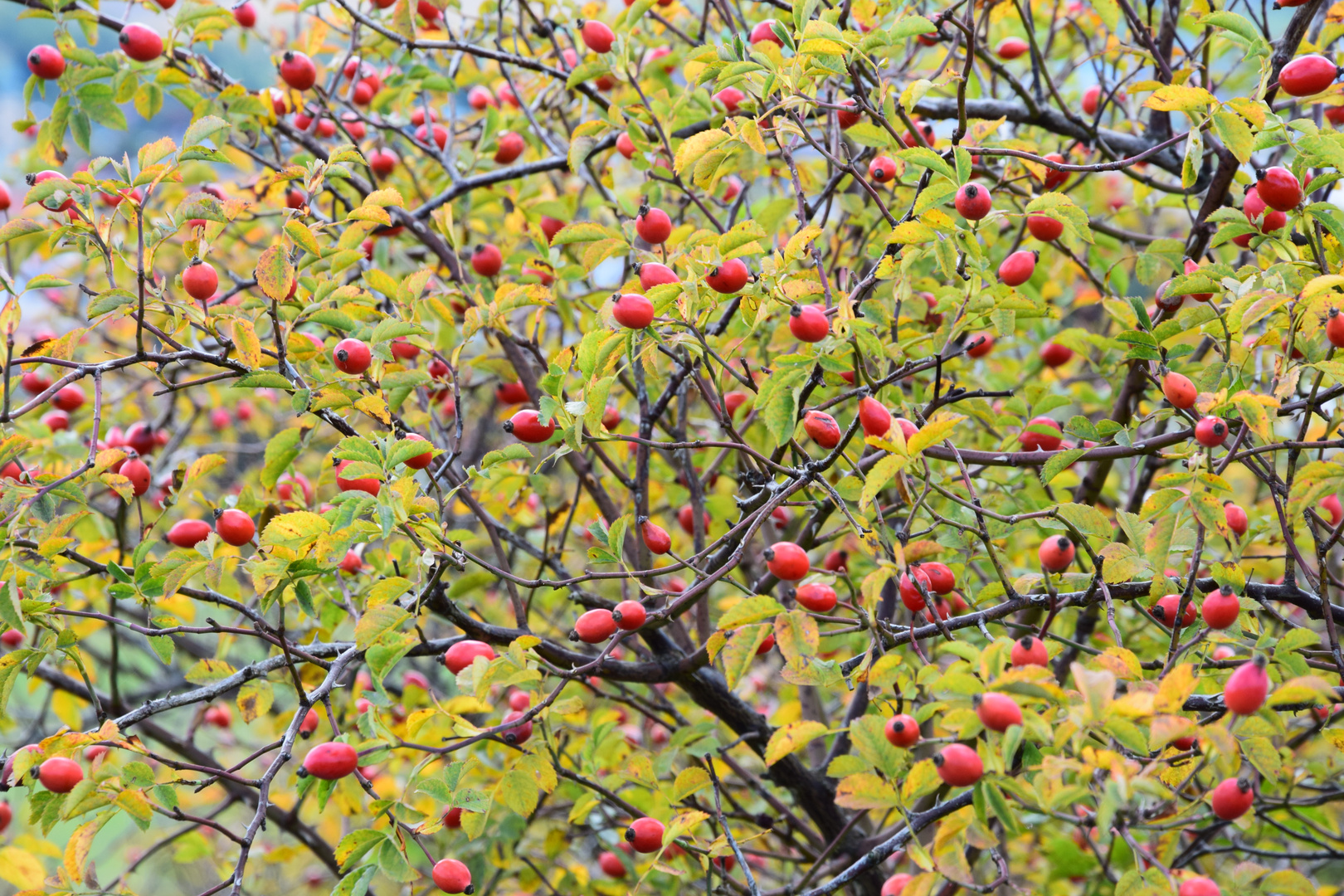 herbststimmung