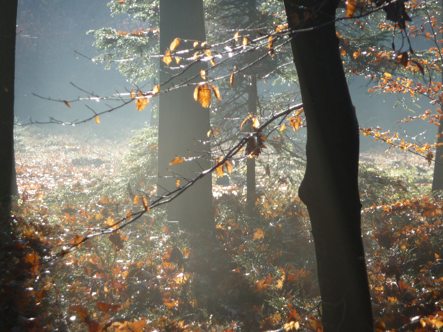 Herbststimmung