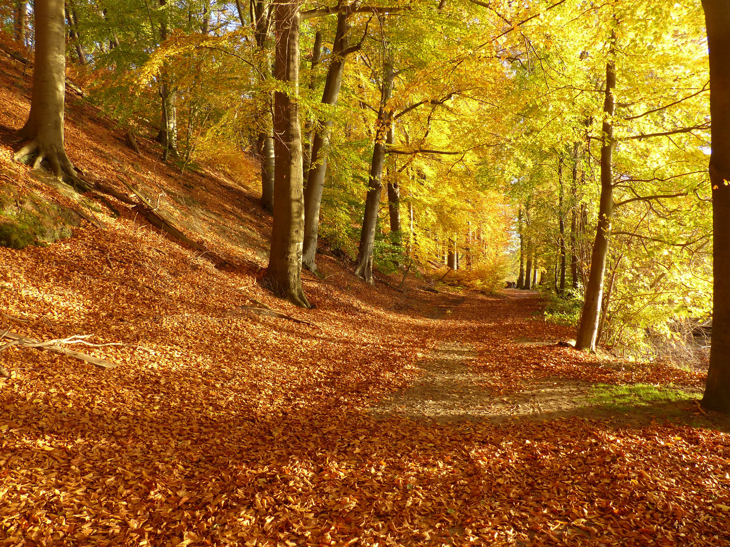 Herbststimmung - ein Feuerwerk von Farben,wie man sie nur in der Natur findet.