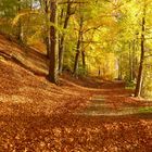 Herbststimmung - ein Feuerwerk von Farben,wie man sie nur in der Natur findet.