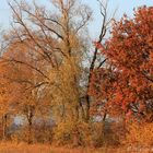 Herbststimmung entlang der Erft IV