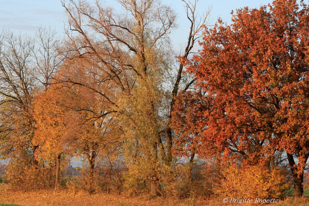 Herbststimmung entlang der Erft IV