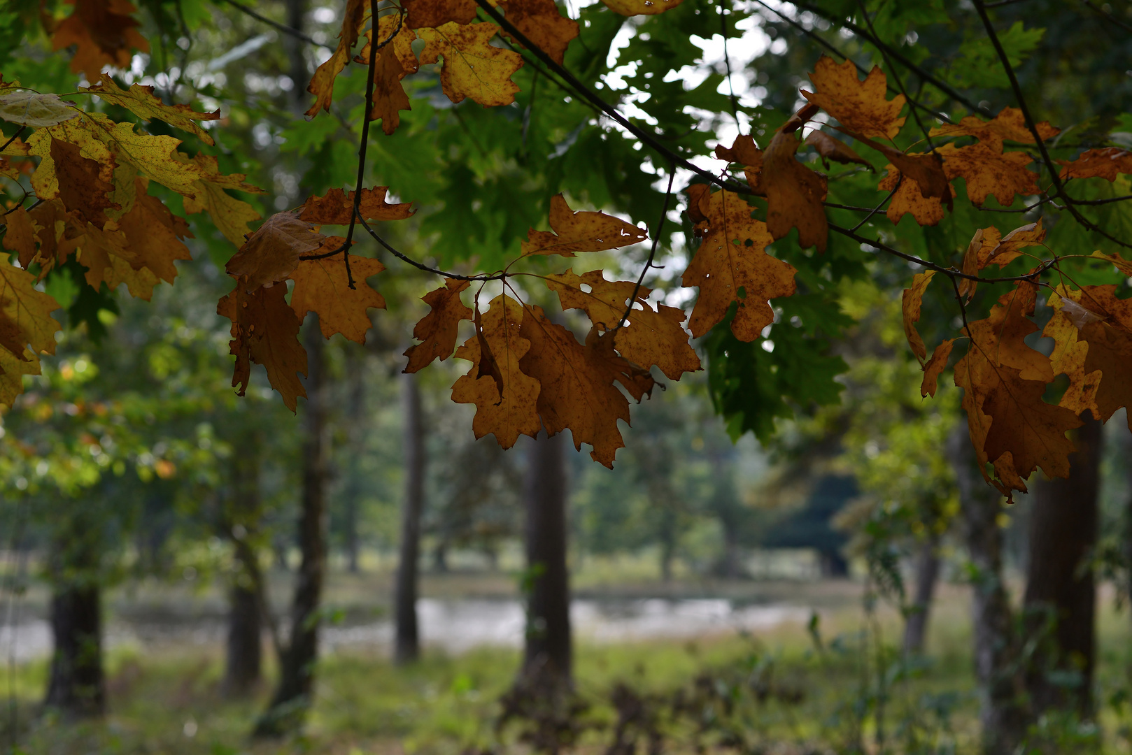 Herbststimmung...