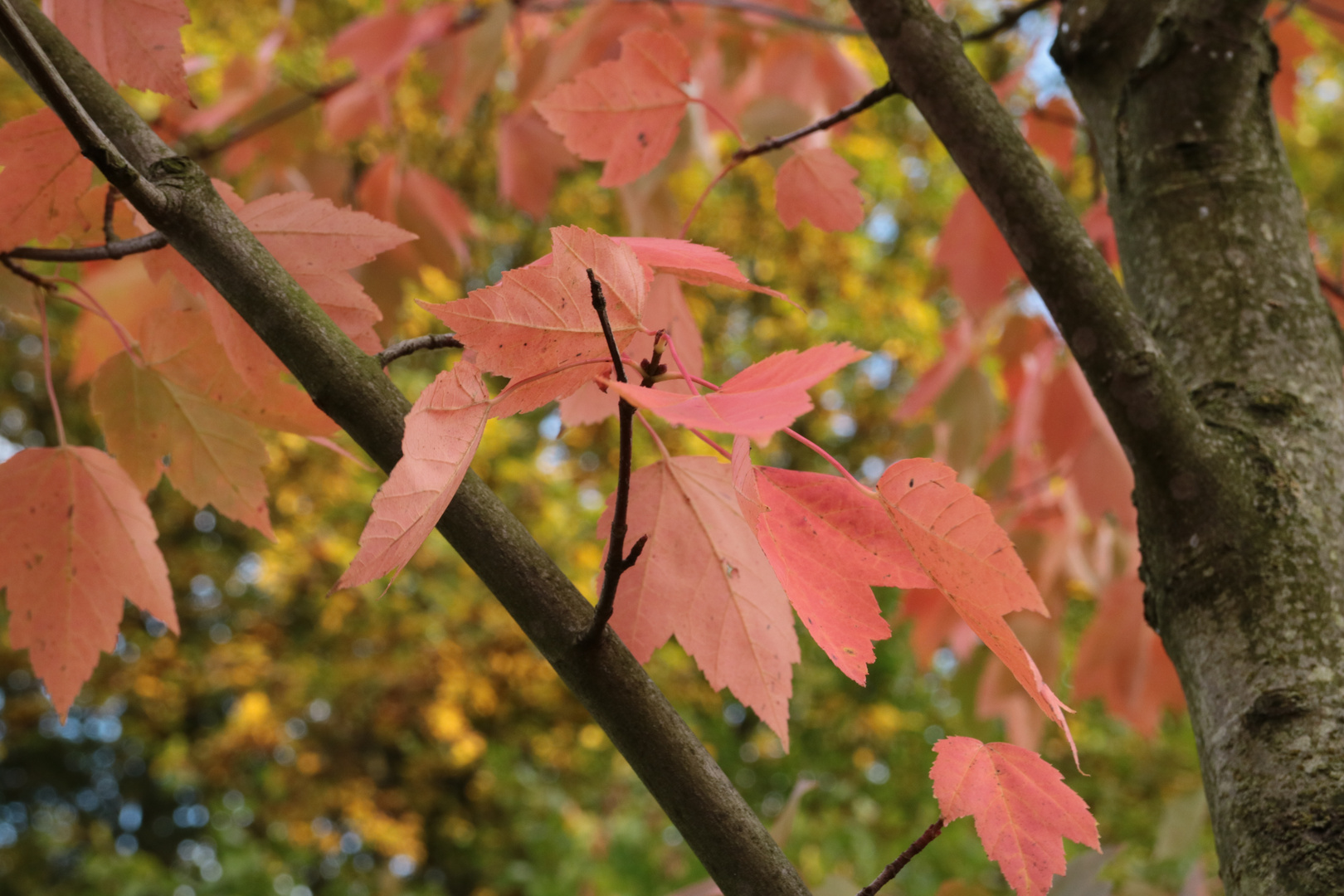 Herbststimmung