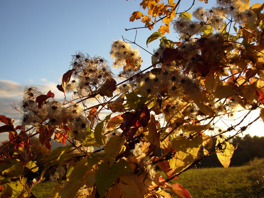 Herbststimmung