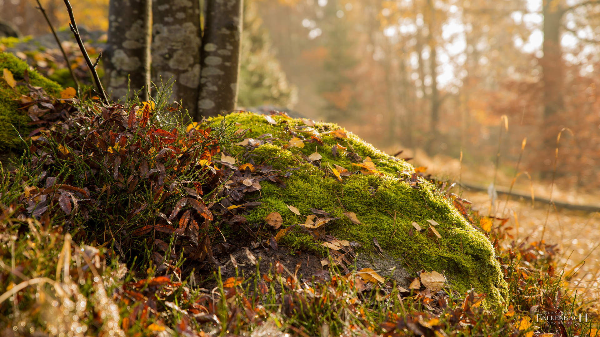 Herbststimmung