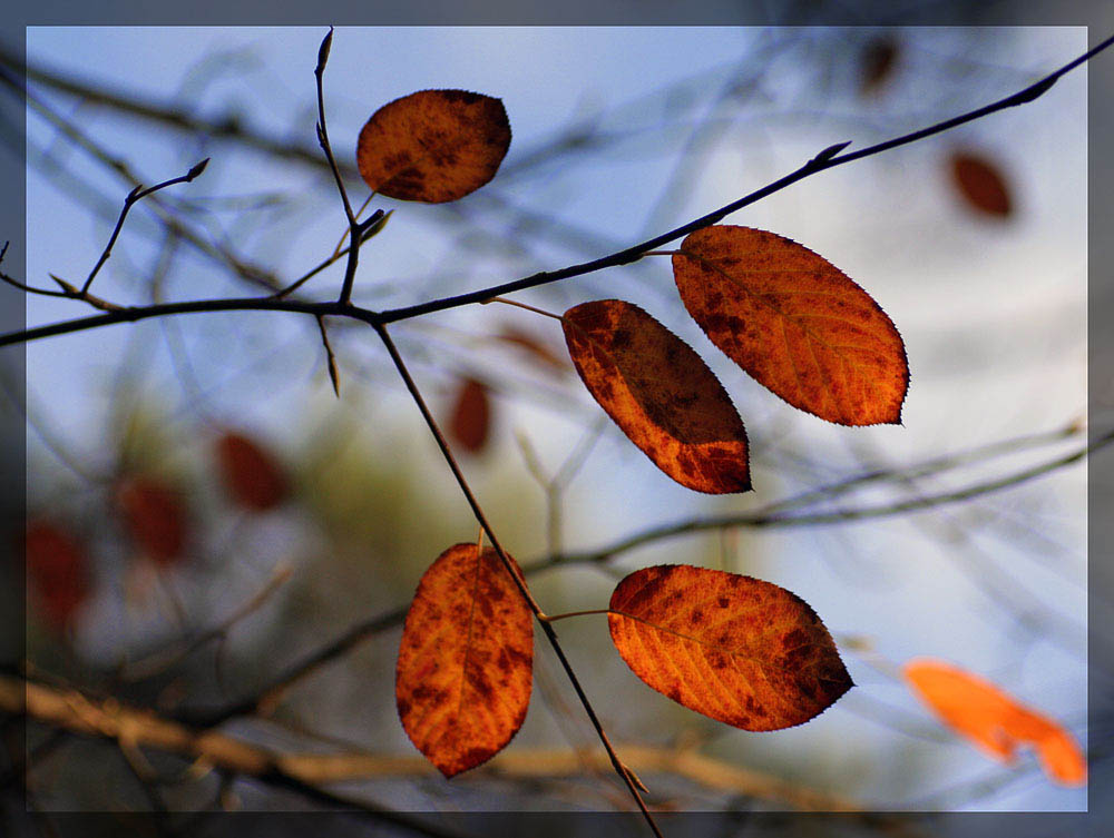 Herbststimmung