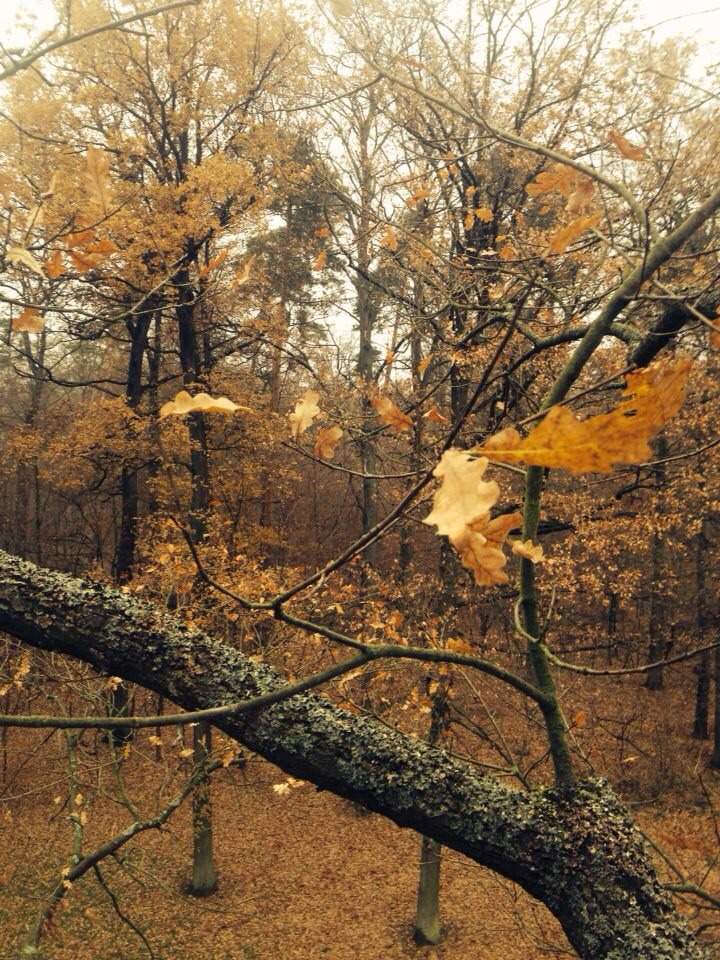 Herbststimmung