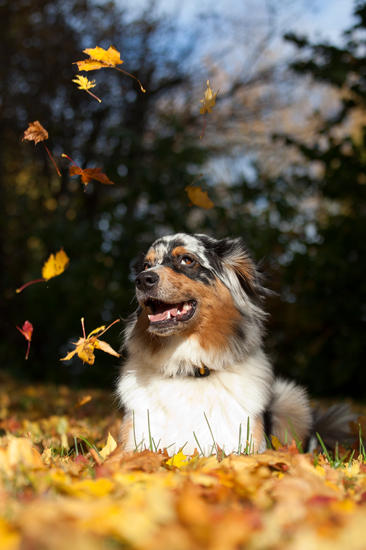 Herbststimmung - Fairy