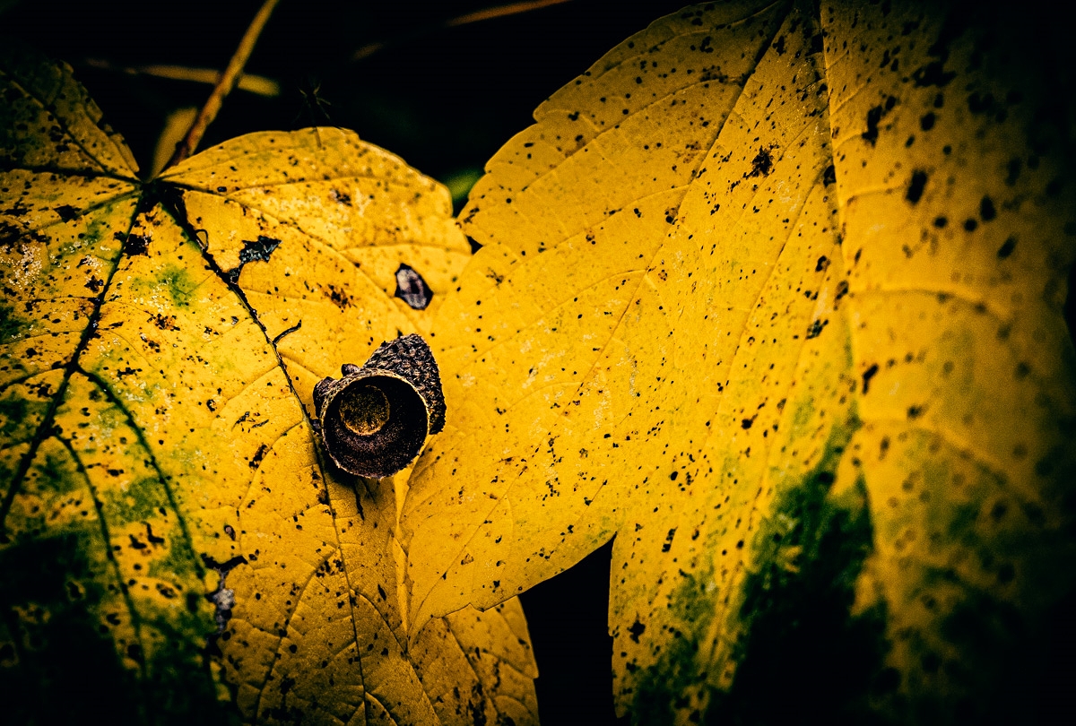 Herbststimmung