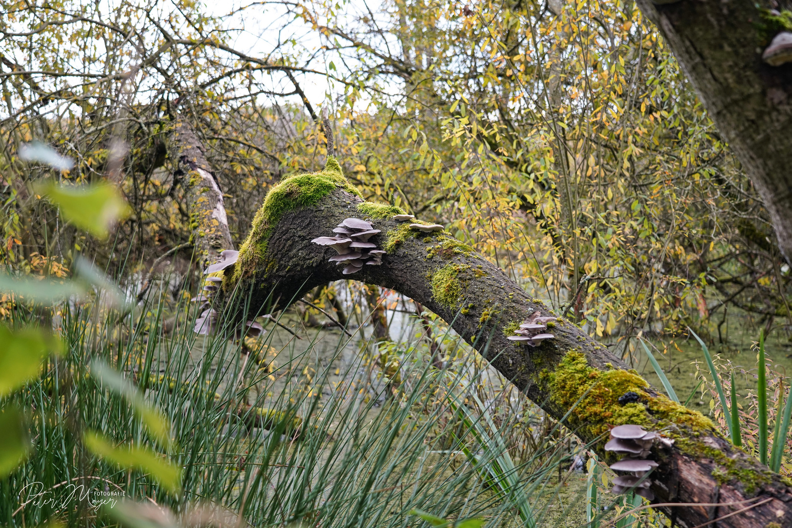 Herbststimmung Fronberg 