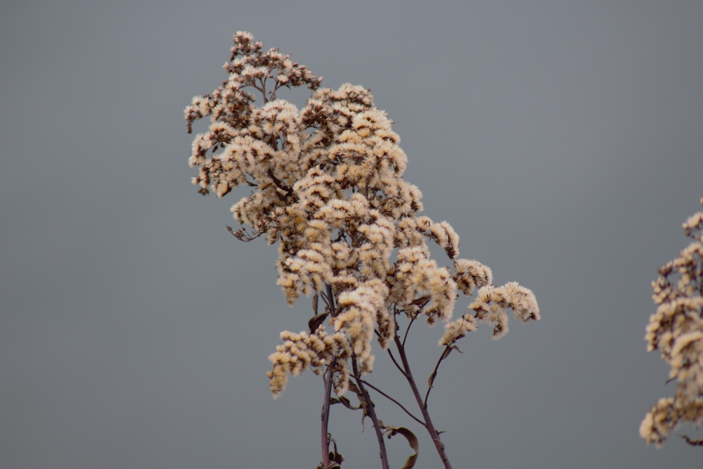 Herbststimmung - Goldrute