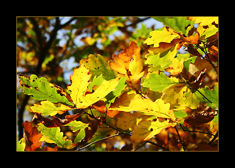 Herbststimmung I