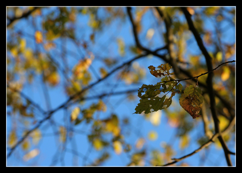 Herbststimmung III