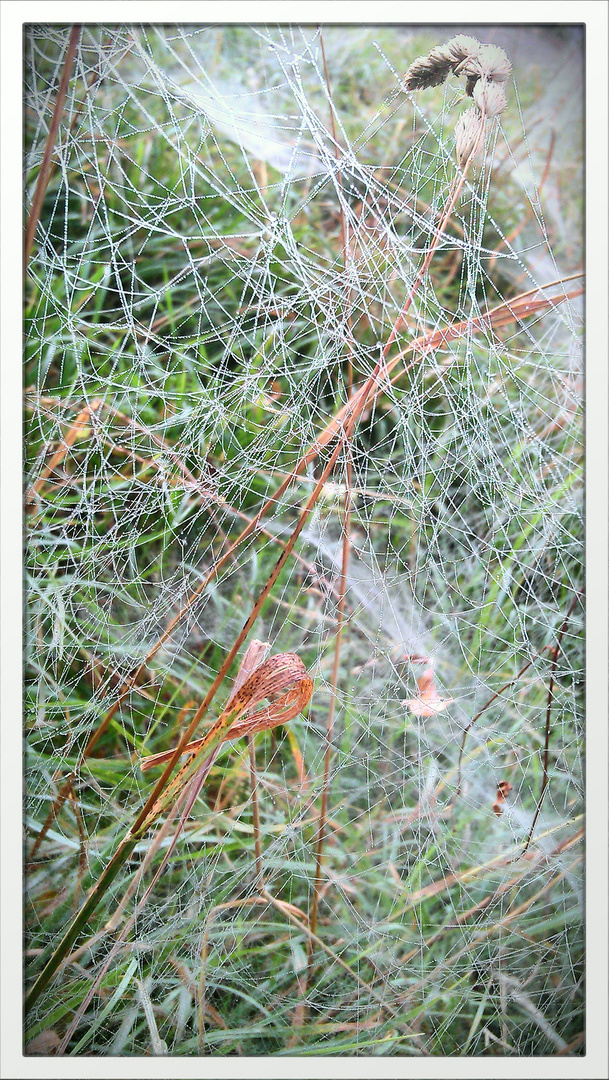 Herbststimmung im Auenwald