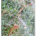 Herbststimmung im Auenwald