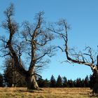 Herbststimmung im Bayerischen Wald