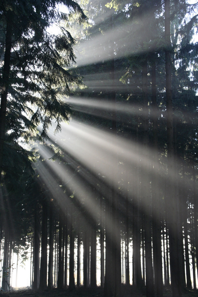 Herbststimmung im Binger Wald