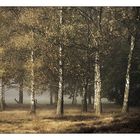 Herbststimmung im Birkenwald
