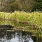 Herbststimmung im Botanischen Garten Kiel