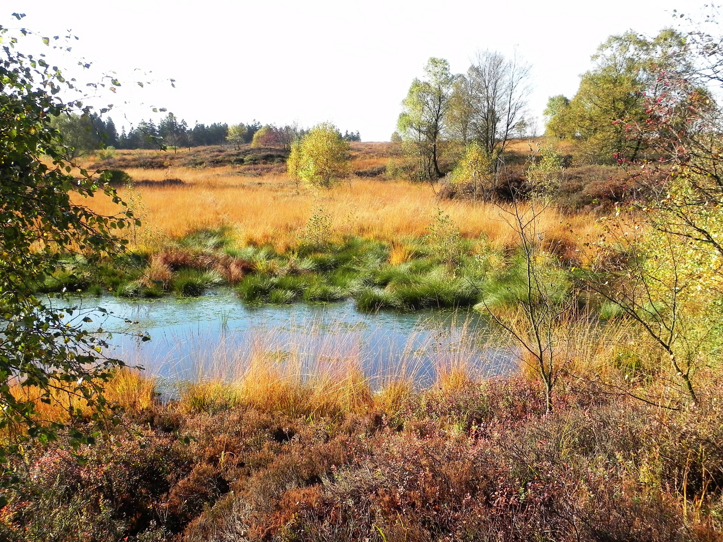 Herbststimmung im Brackvenn 4