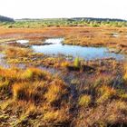 Herbststimmung im Brackvenn