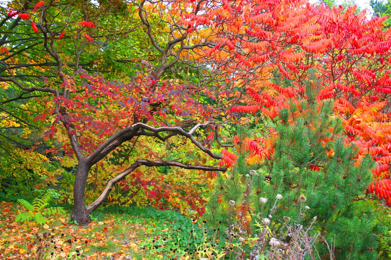 Herbststimmung im Britzer Garten in Berlin