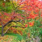 Herbststimmung im Britzer Garten in Berlin