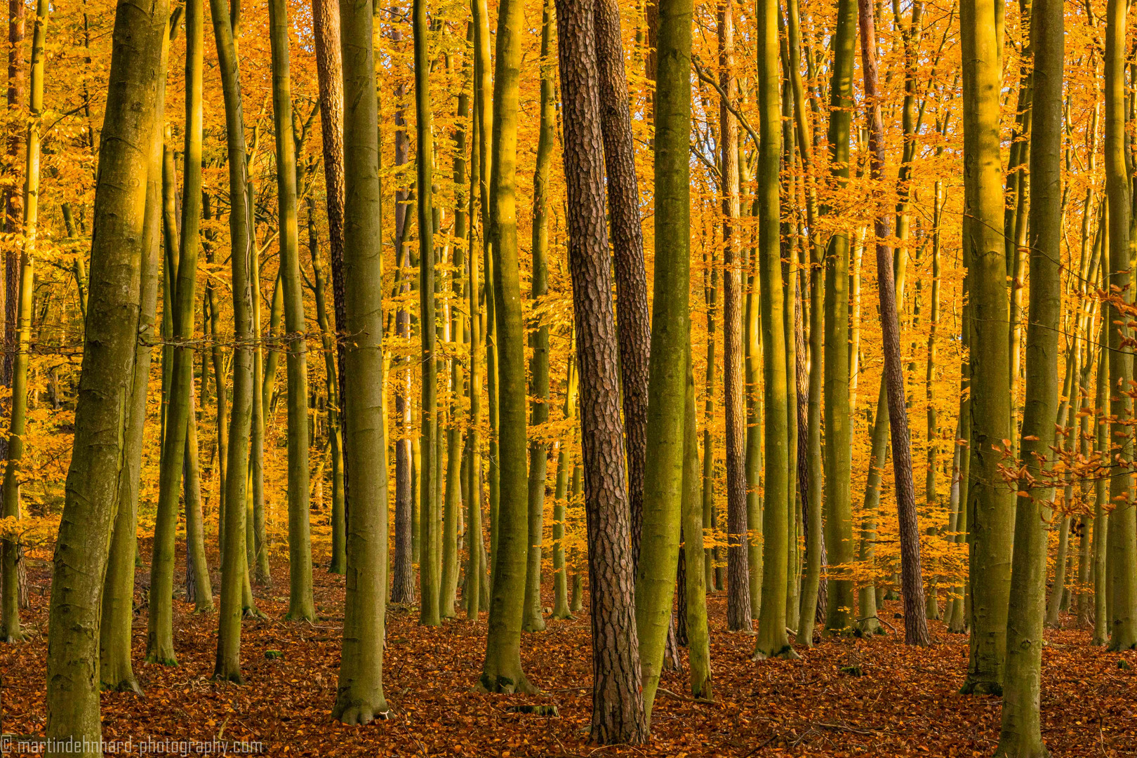 Herbststimmung im Buchenwald