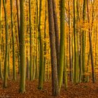 Herbststimmung im Buchenwald