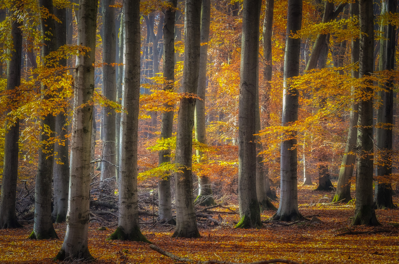 Herbststimmung im Buchenwald