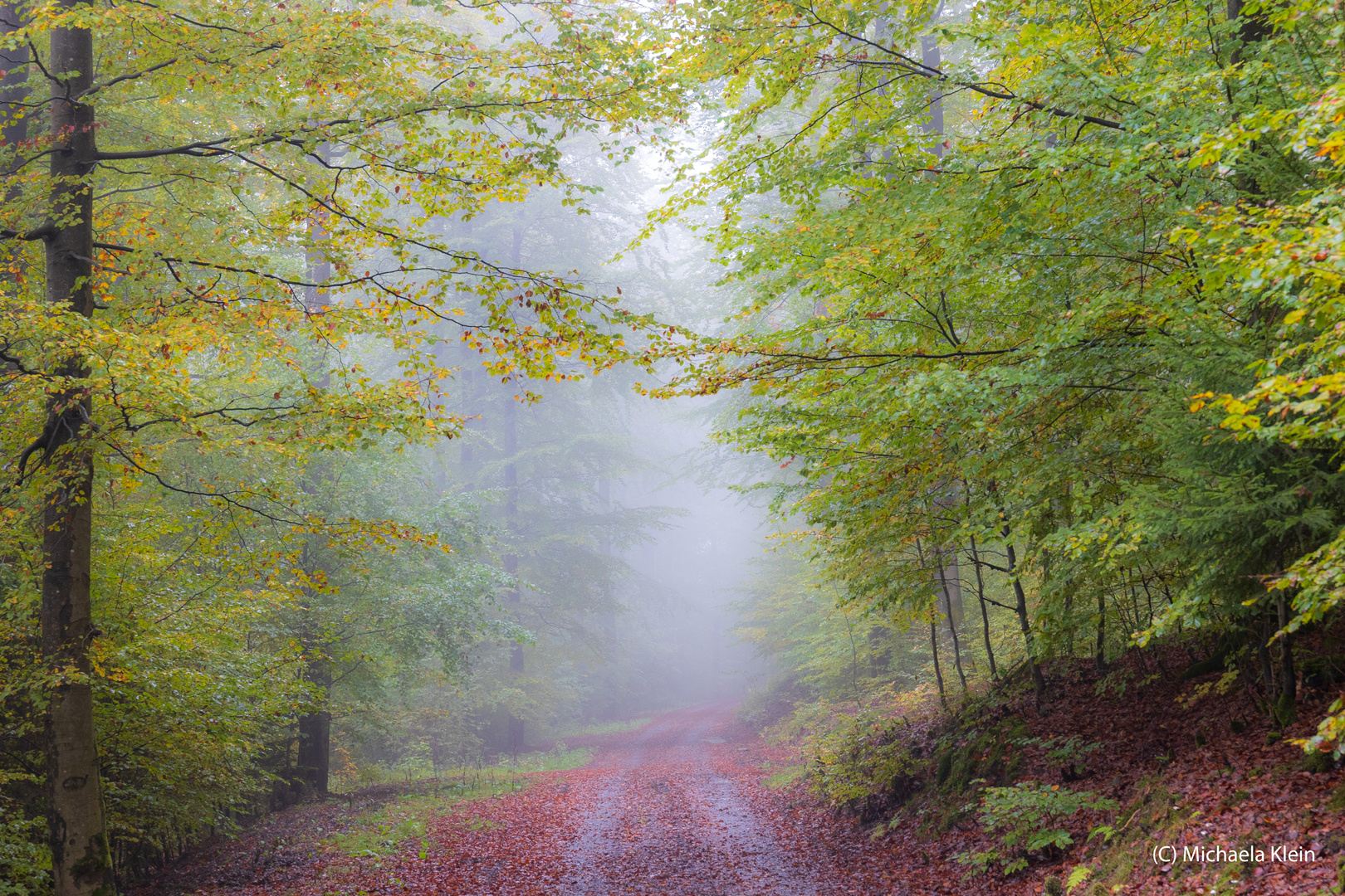 Herbststimmung im Buchenwald