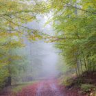 Herbststimmung im Buchenwald