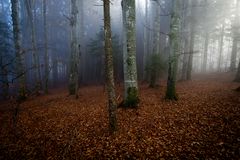 Herbststimmung im Buchenwald