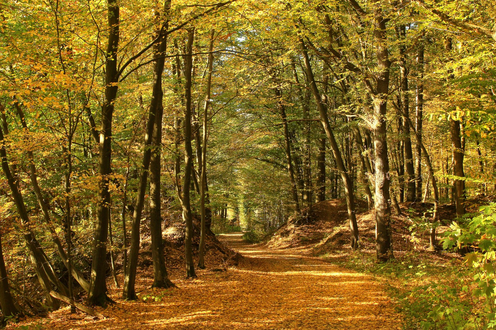 Herbststimmung im Buchenwald, Naturpark Arnsberger Wald