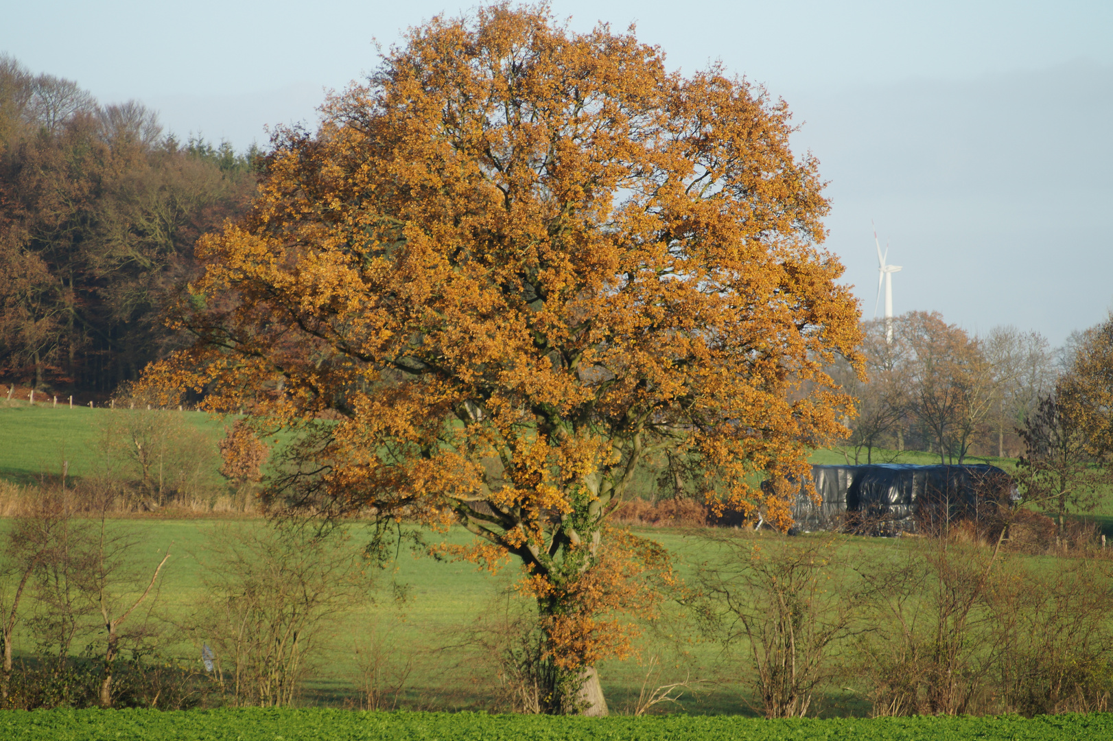 Herbststimmung im Dezember