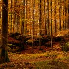 Herbststimmung im Eichiger Wald.