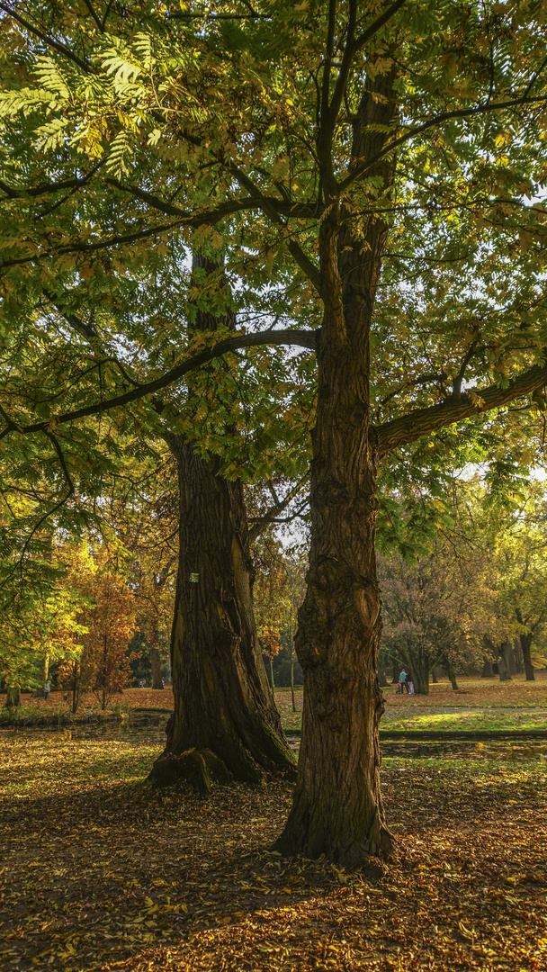 Herbststimmung im Forstagrten Kleve