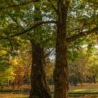 Herbststimmung im Forstagrten Kleve