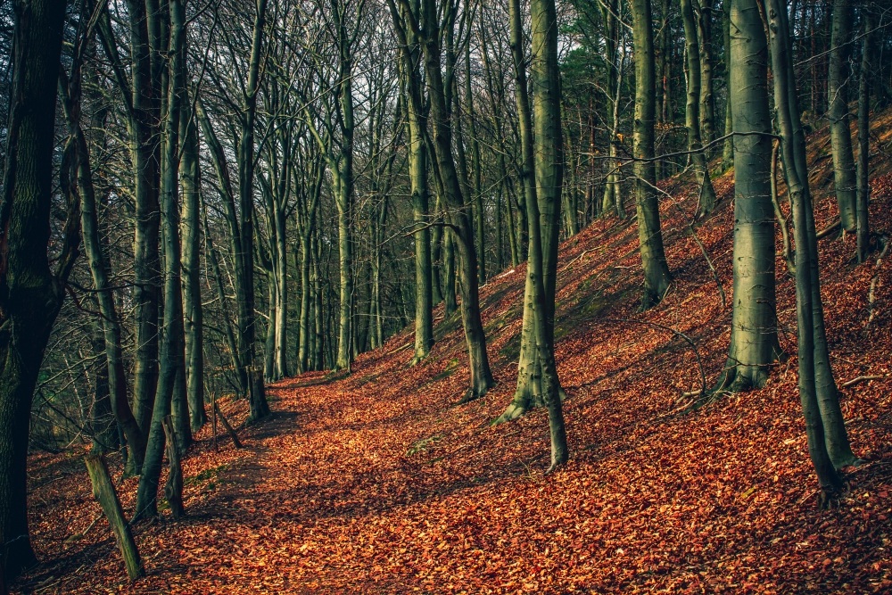 Herbststimmung im Frühling