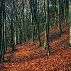 Herbststimmung im Frühling