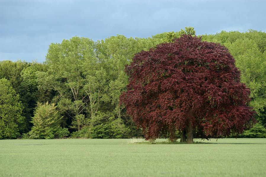 Herbststimmung im Frühsommer